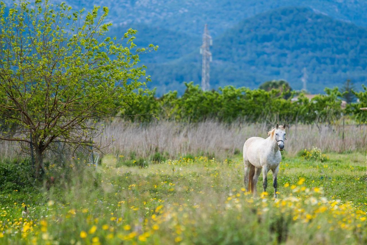 Traumhafte Finca Son Senyor - Mit Pferdekoppel Villa Sa Pobla Dış mekan fotoğraf