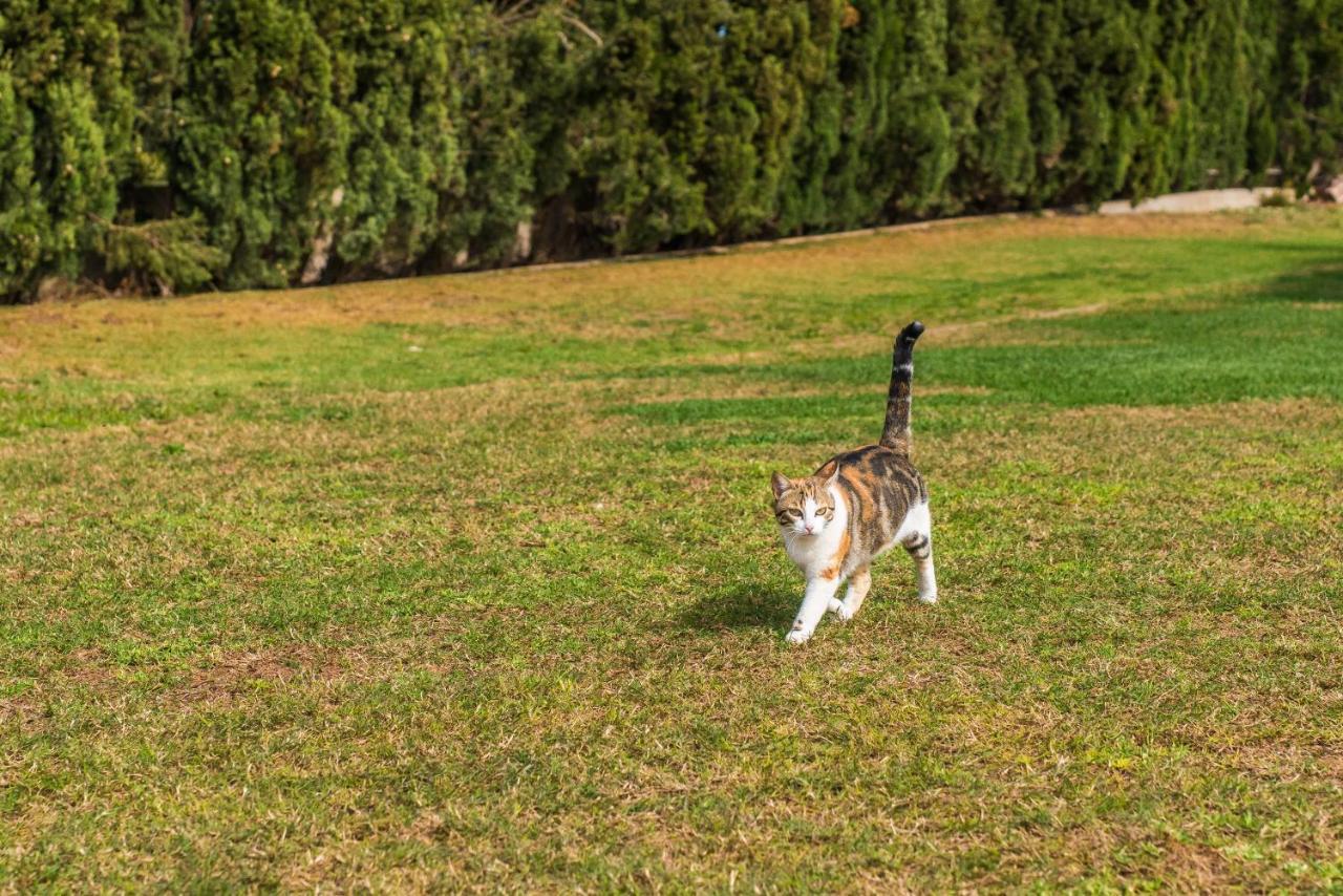 Traumhafte Finca Son Senyor - Mit Pferdekoppel Villa Sa Pobla Dış mekan fotoğraf