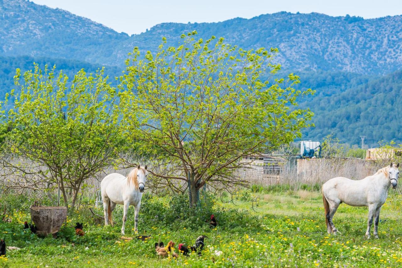 Traumhafte Finca Son Senyor - Mit Pferdekoppel Villa Sa Pobla Dış mekan fotoğraf